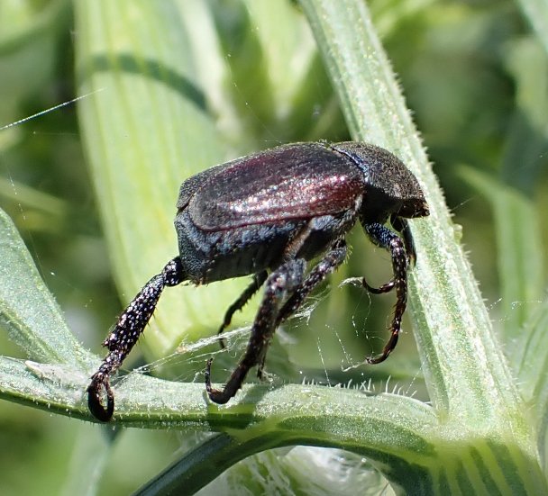 vasmer-bermond sébastien - Hoplia (Decamera) philanthus - réf. 345126 (608 x 551 pixels, 76 ko)