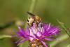 346079 – Photo : Jean-Laurent HENTZ – France (13)