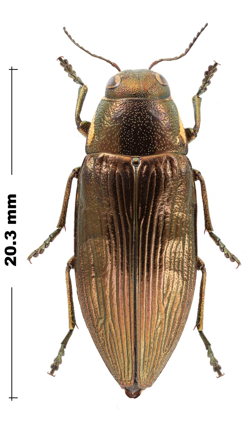 P.Deschamps - Buprestis (Buprestis) haemorrhoidalis araratica - réf. 346851 (839 x 1500 pixels, 209 ko)