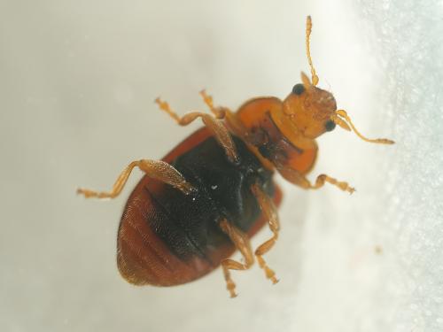 Réf. 347 794 : Coccidula rufa