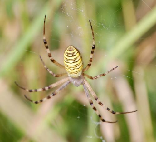 Argiope bruennichi