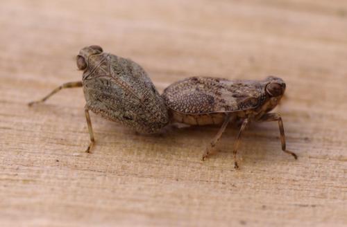 Réf. 35 587 : Issus coleoptratus