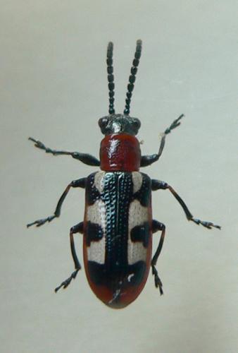 Réf. 35 058 : Crioceris asparagi