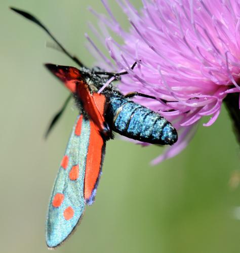 Réf. 35 226 : Zygaena sp.