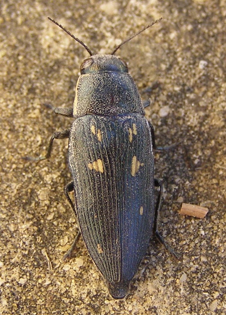 H. Dumas - Buprestis (Buprestis) novemmaculata - réf. 35736 (453 x 630 pixels, 204 ko)