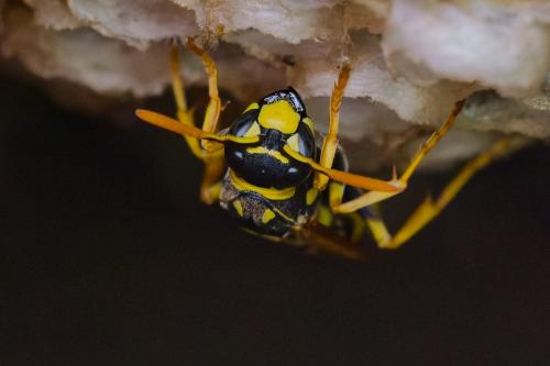 Réf. 350 021 : Polistes dominula