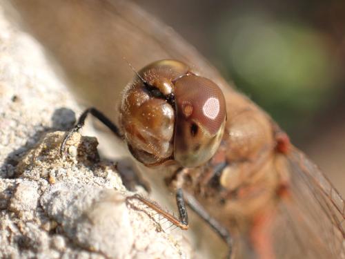 Réf. 351 745 : Sympetrum striolatum