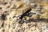 352334 – Photo : Mathurin CARNET – France (58)