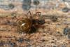353141 – Photo : Christophe Quintin – France (22)