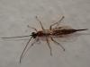 Tromatobia lineatoria