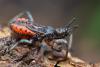 353186 – Photo : Thomas Reverchon – France (21)