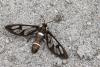 353991 – Photo : Lionel Casset – Gabon