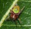 353003 – Photo : Bernard Perthuis – Guyane française