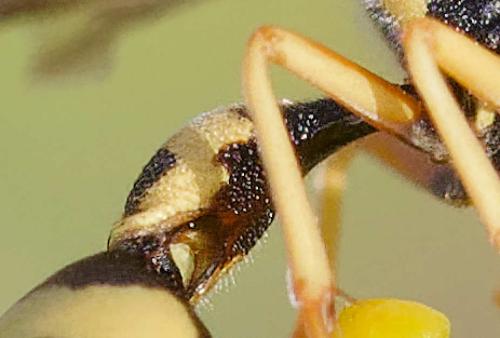 Réf. 354 112 : Eumenes sp.