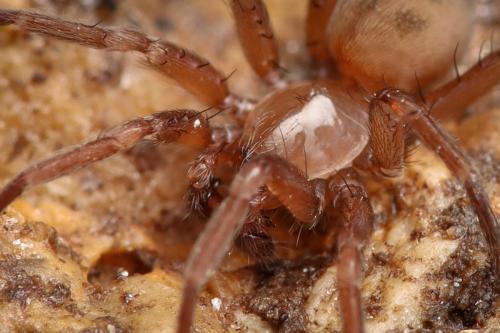 Cicurina sp.