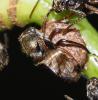 Lophyraspis muscaria