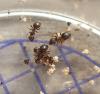 Lasius sp.