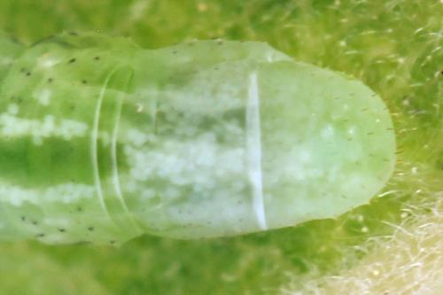 Euura histrio