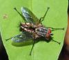 355054 – Photo : Bernard Perthuis – Guyane française