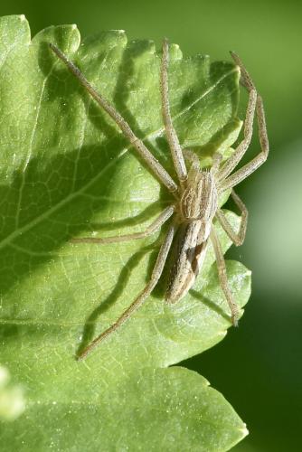 Réf. 356 615 : Tibellus sp.