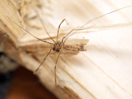 Réf. 356 727 : Leiobunum blackwalli