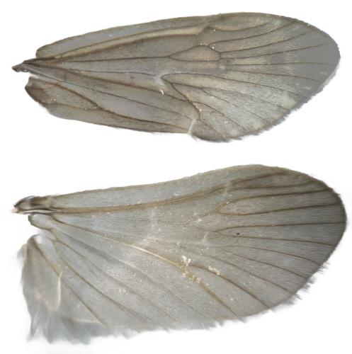 Réf. 357 080 : Brachycentrus subnubilus