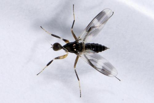 Tachydromia sp.