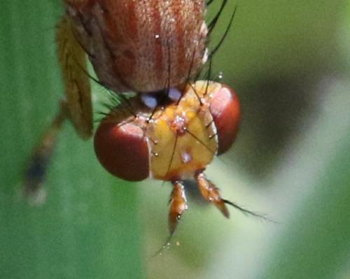 Tetanocera sp.