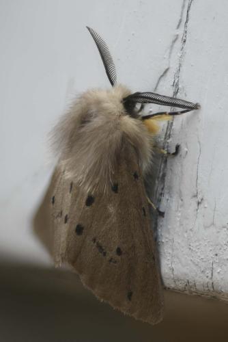 Diaphora mendica