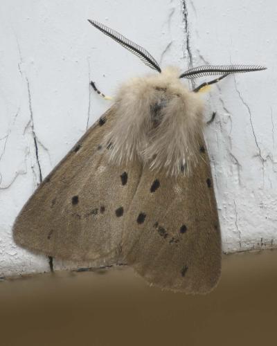 Diaphora mendica