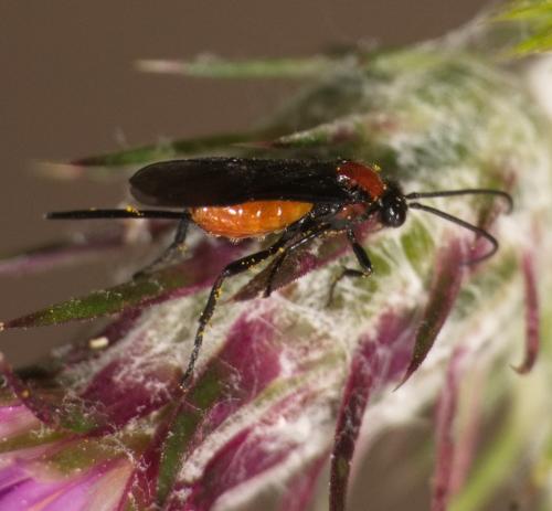 Réf. 357 790 : Braconinae inconnu