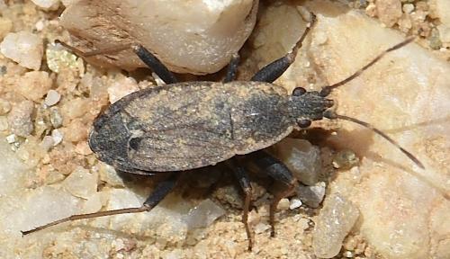 Ischnopeza hirticornis