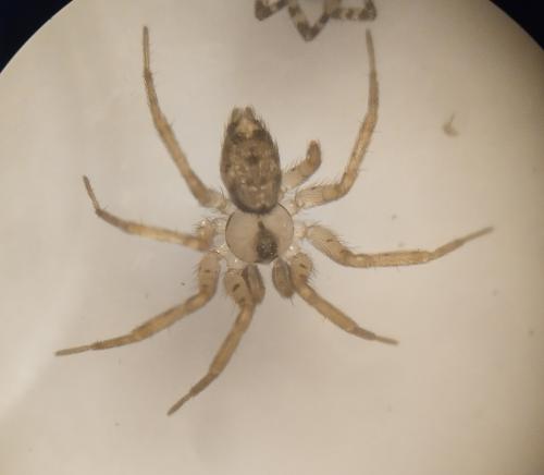Oecobius navus