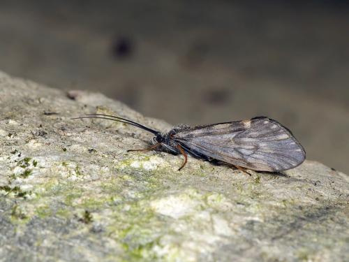 Réf. 357 079 : Brachycentrus subnubilus
