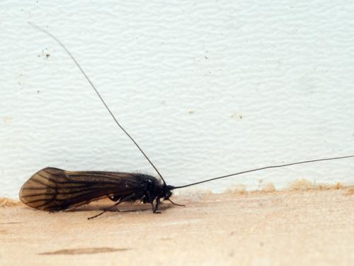 Réf. 357 218 : Ceraclea nigronervosa