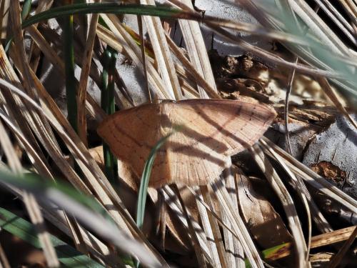 Cyclophora linearia