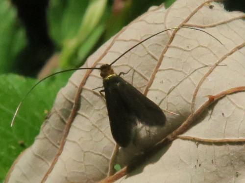 Cauchas rufimitrella