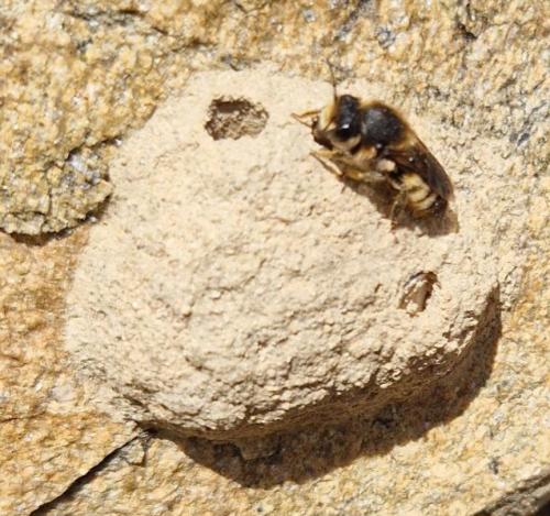 Réf. 357 712 : Megachile rufescens