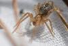 357647 – Photo : Christian Berquer – France (05)