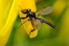 357999 – Photo : Guillaume Huot-Marchand – France (88)