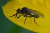 357697 – Photo : ANDRE LABETAA – France (66)