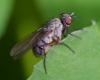 357759 – Photo : ANDRE LABETAA – France (66)