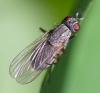 357760 – Photo : ANDRE LABETAA – France (66)