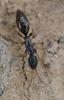 357671 – Photo : ANDRE LABETAA – France (66)