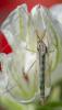 357777 – Photo : ANDRE LABETAA – France (66)