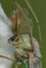 357780 – Photo : ANDRE LABETAA – France (66)