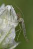 357778 – Photo : ANDRE LABETAA – France (66)