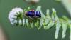 357931 – Photo : Daniel Ventard – France (71)