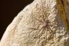 357705 – Photo : Lionel Casset – Madagascar