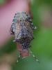 357015 – Photo : BourrinOman – France (83)